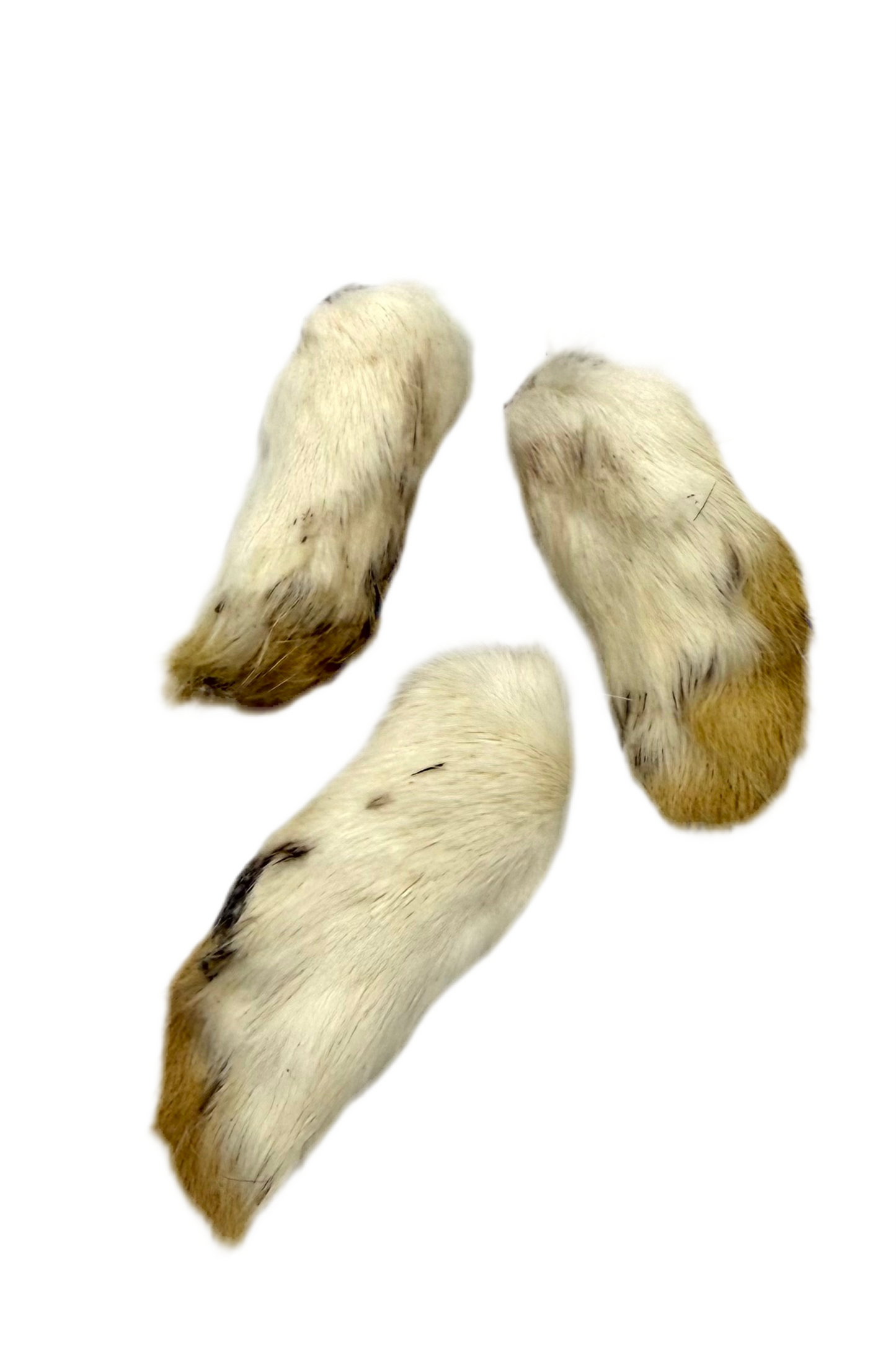 Kaninchenläufe