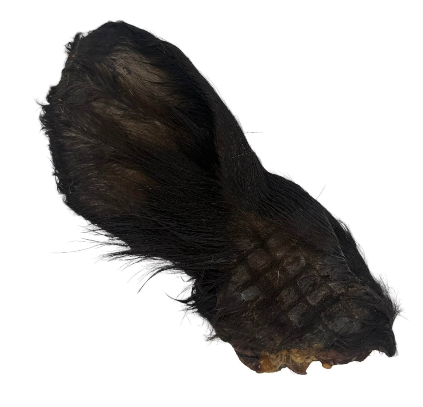 Rinderohr XXL mit Muschel und Fell